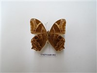 藏品(長紋黛眼蝶)的圖片